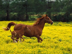 Beautiful horse and baby